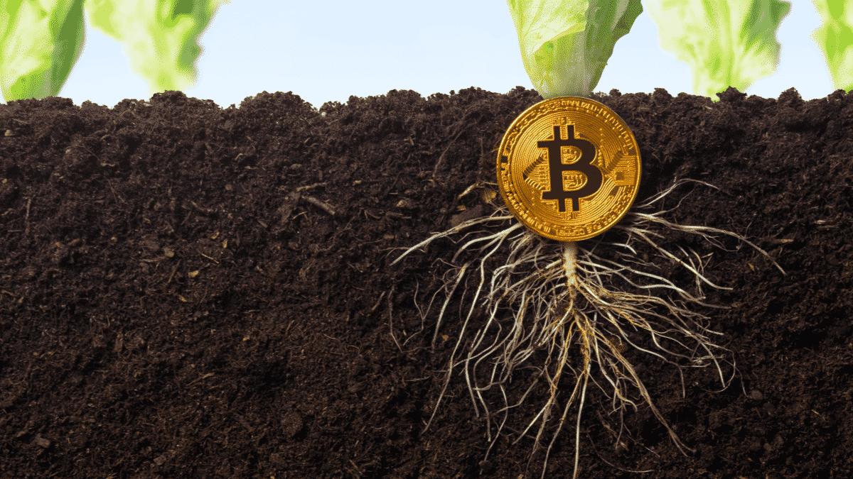 Taproot Bitcoin Network